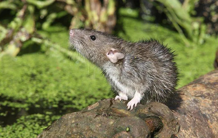 Rodents