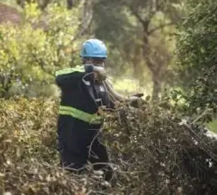 Brush clearing and overgrowth removal in Jonesboro, AR by Jonesboro Tree Pros