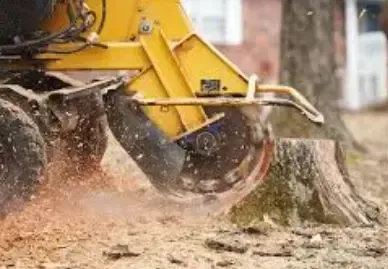 Stump grinding and stump removal in Jonesboro, AR by Jonesboro Tree Pros