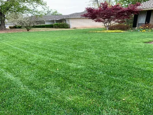 Polonia Lawn maintenance