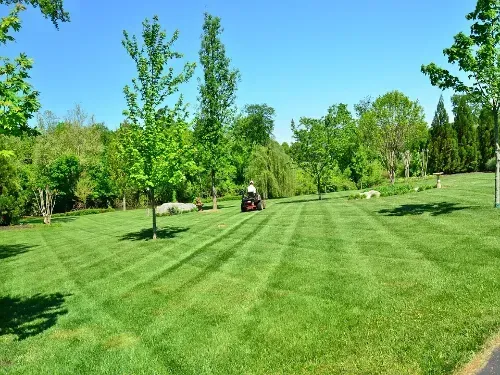 Polonia Planting