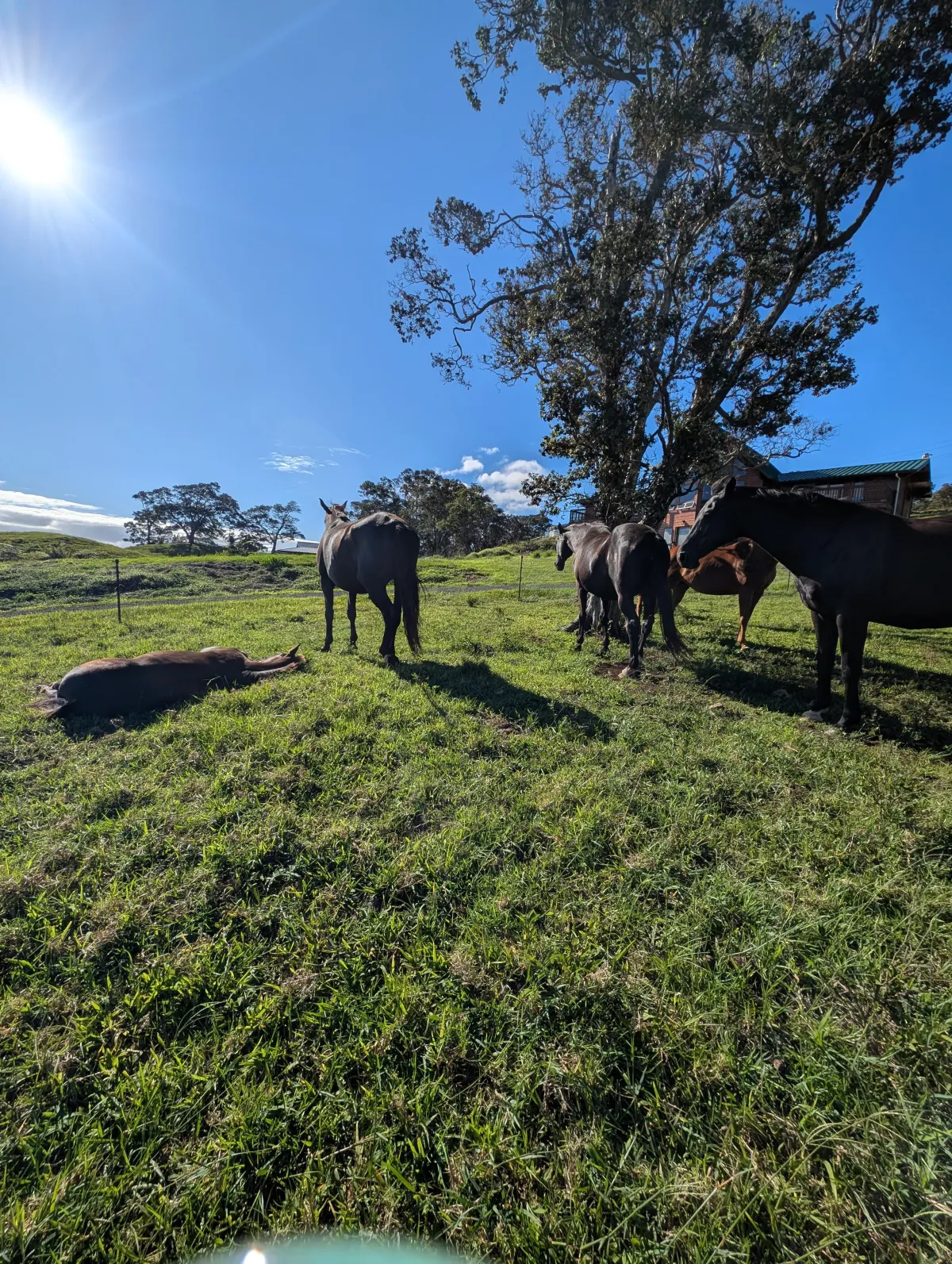 a man riding on the back of a white horse