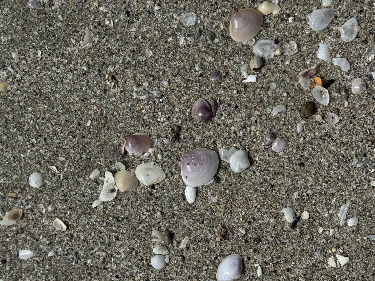Weathered shell pieces on the shoreline sand
