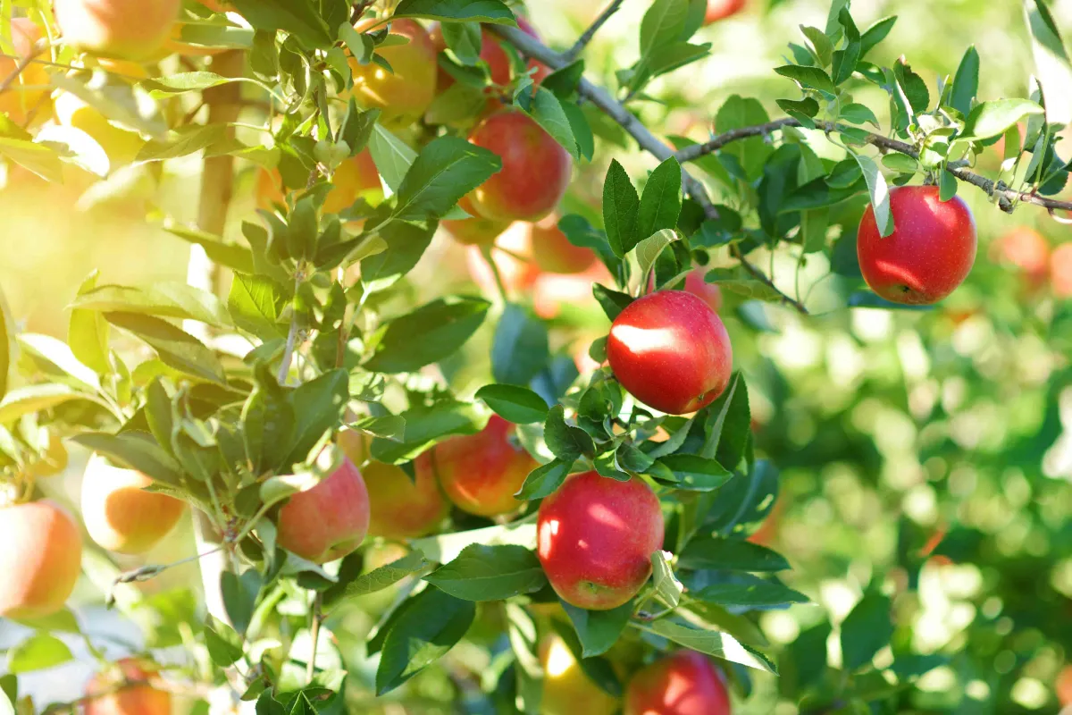 Apple Tree