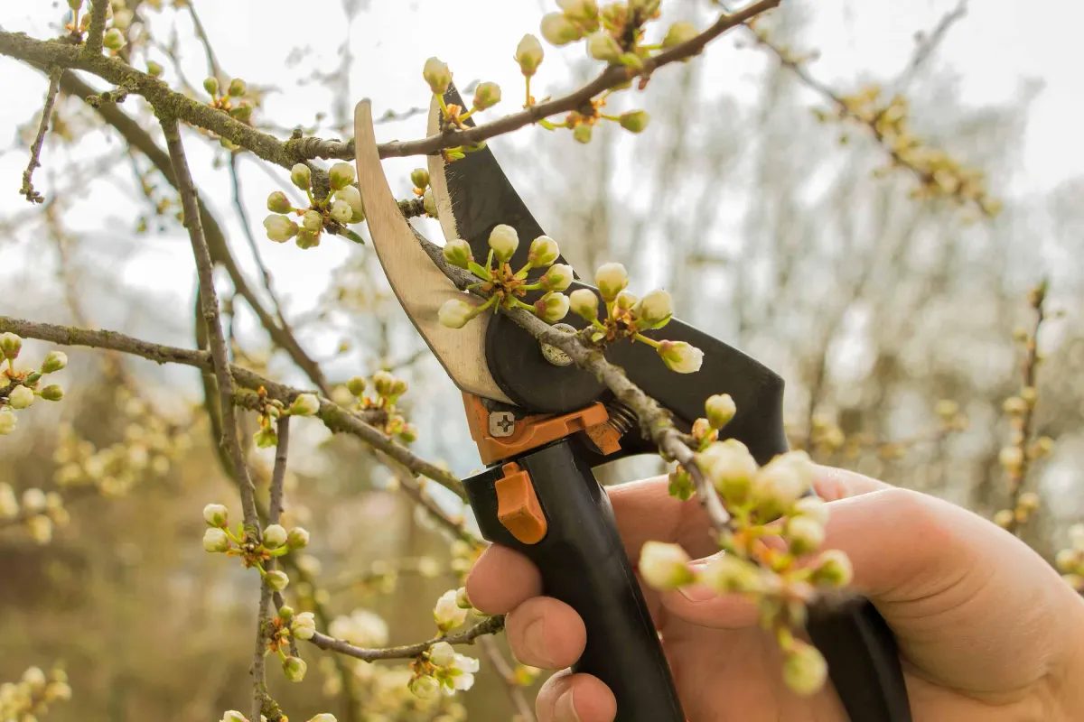 Pruning Flowers