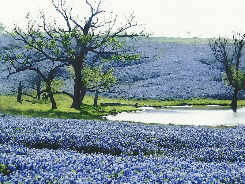 Ennis bluebonnets