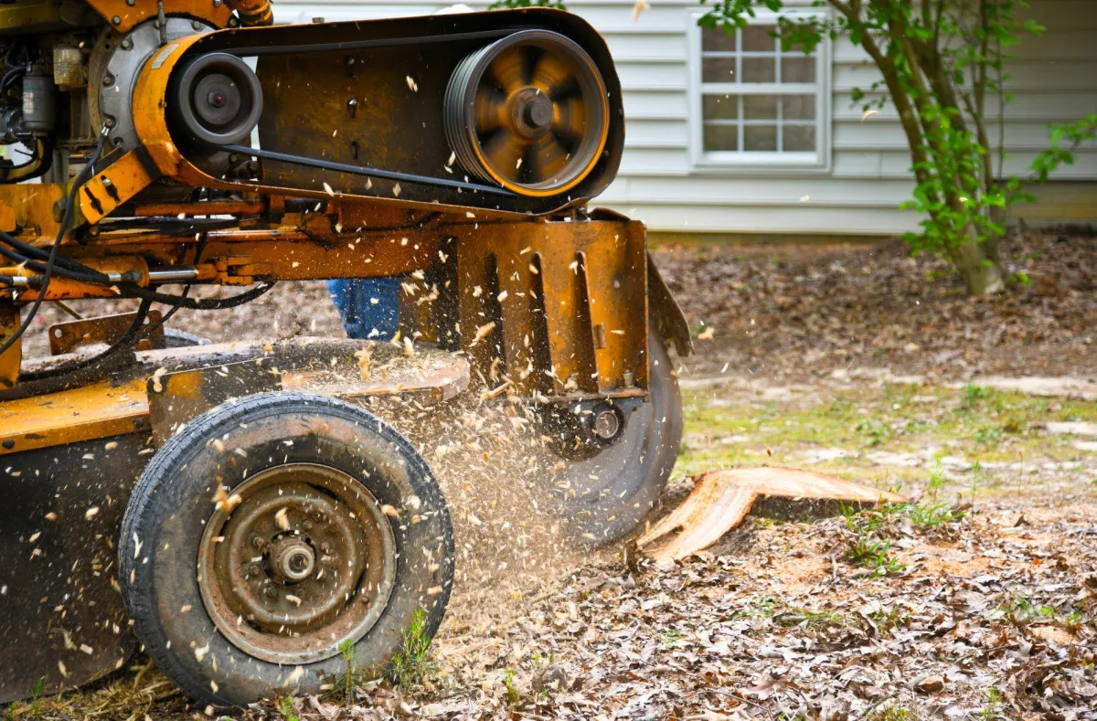 tree removal