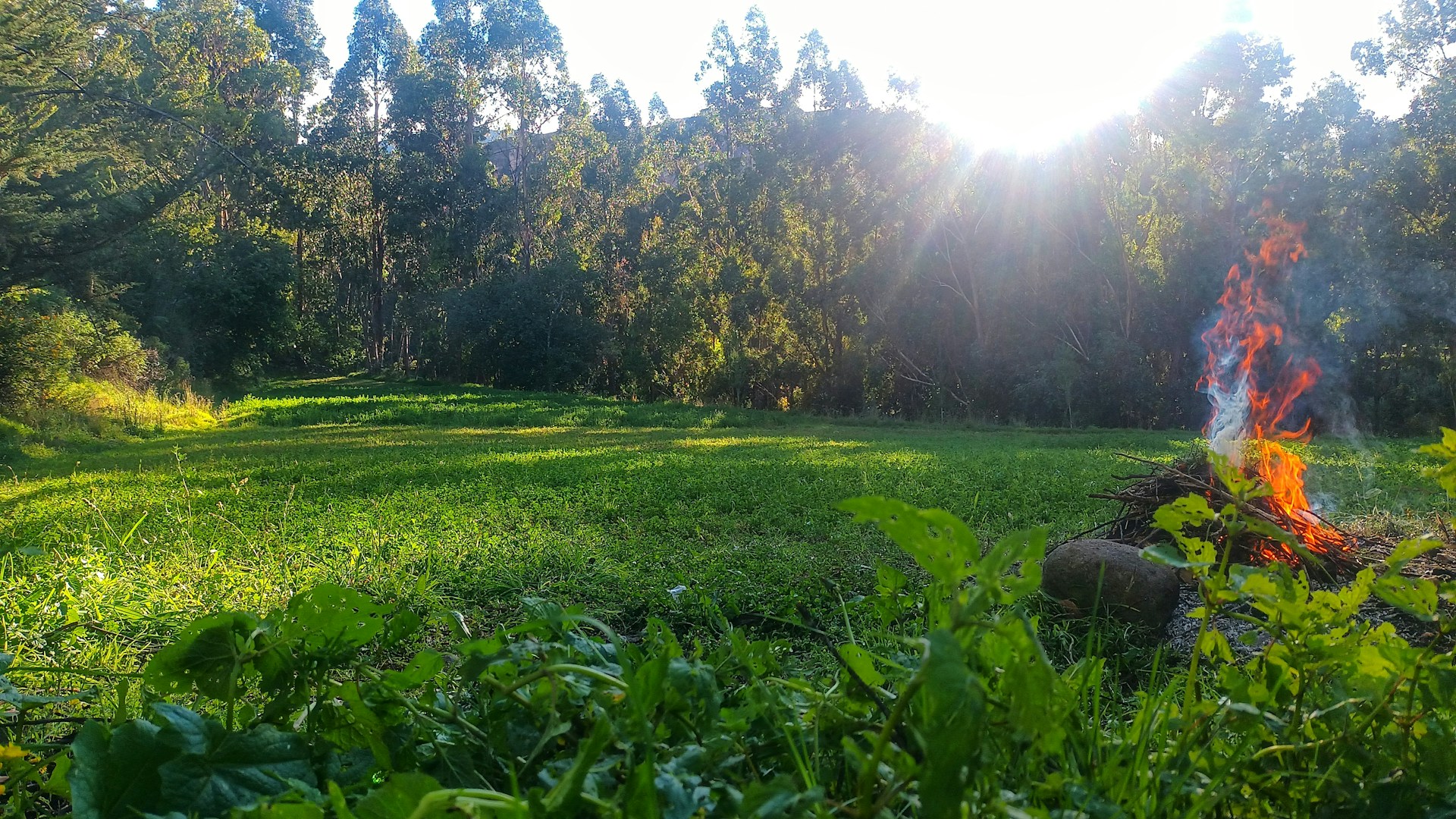 Spring Land Clearing