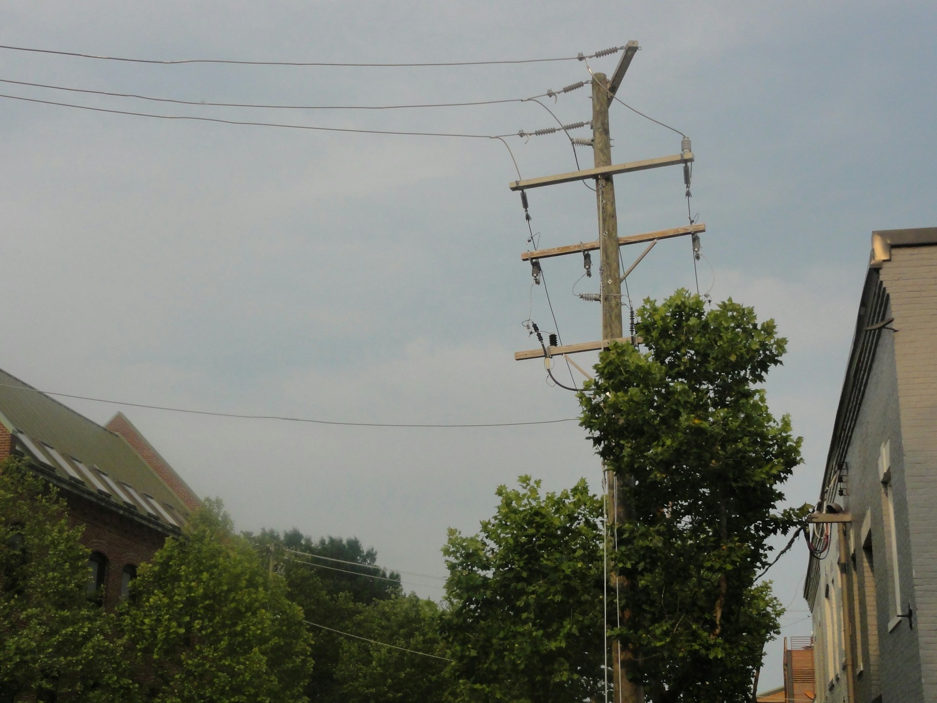Power Line Tree Hazards