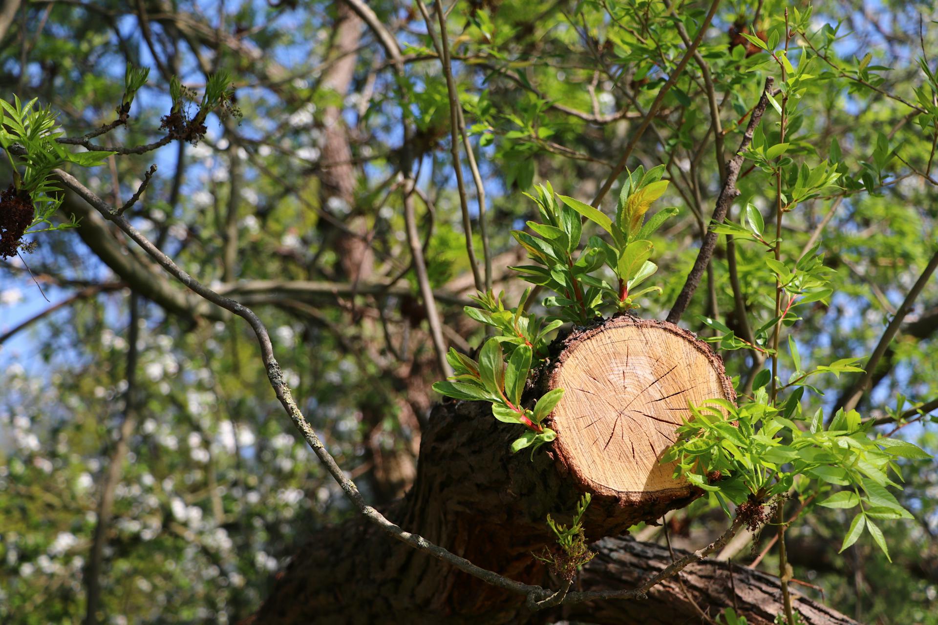 Tree Trimming