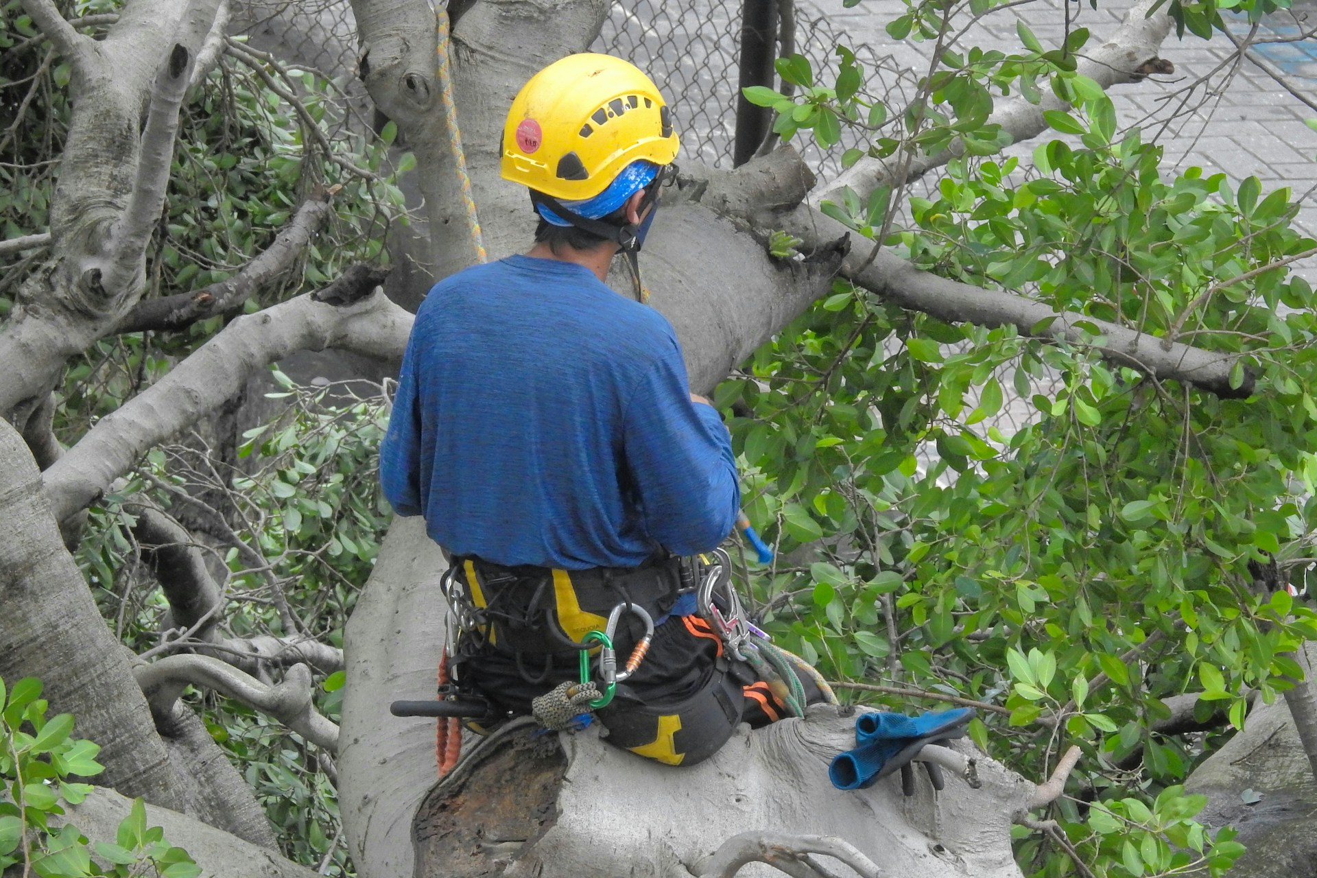 Tree Trimming