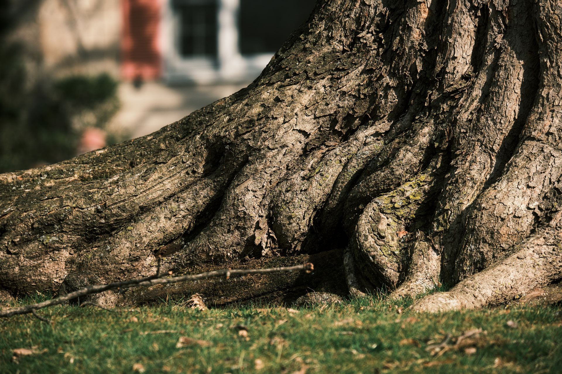 Tree Removal