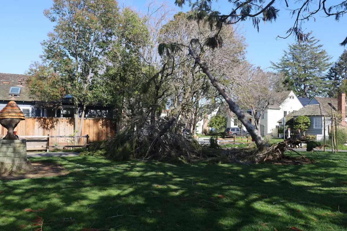 Tree Service