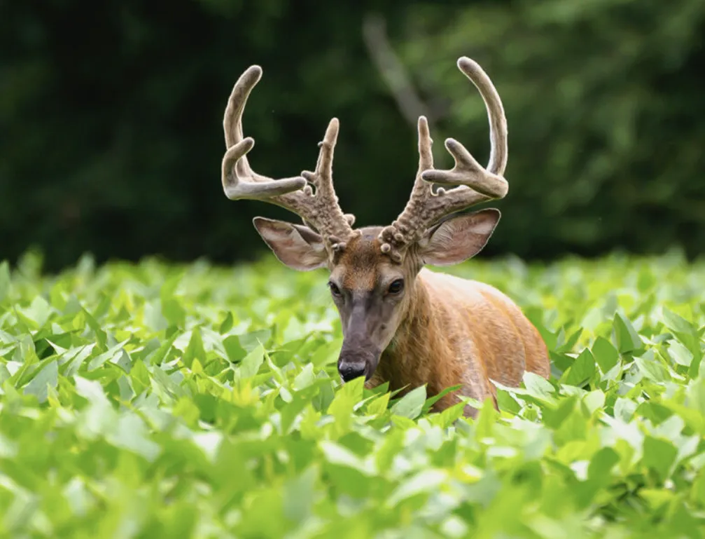 grow some deer feed