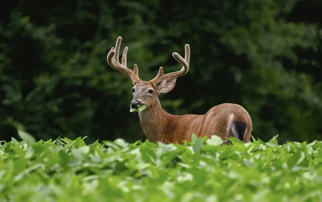 back in food plots