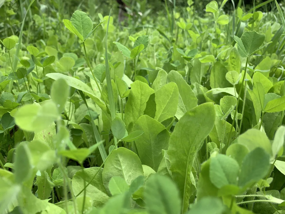 chicory food plots