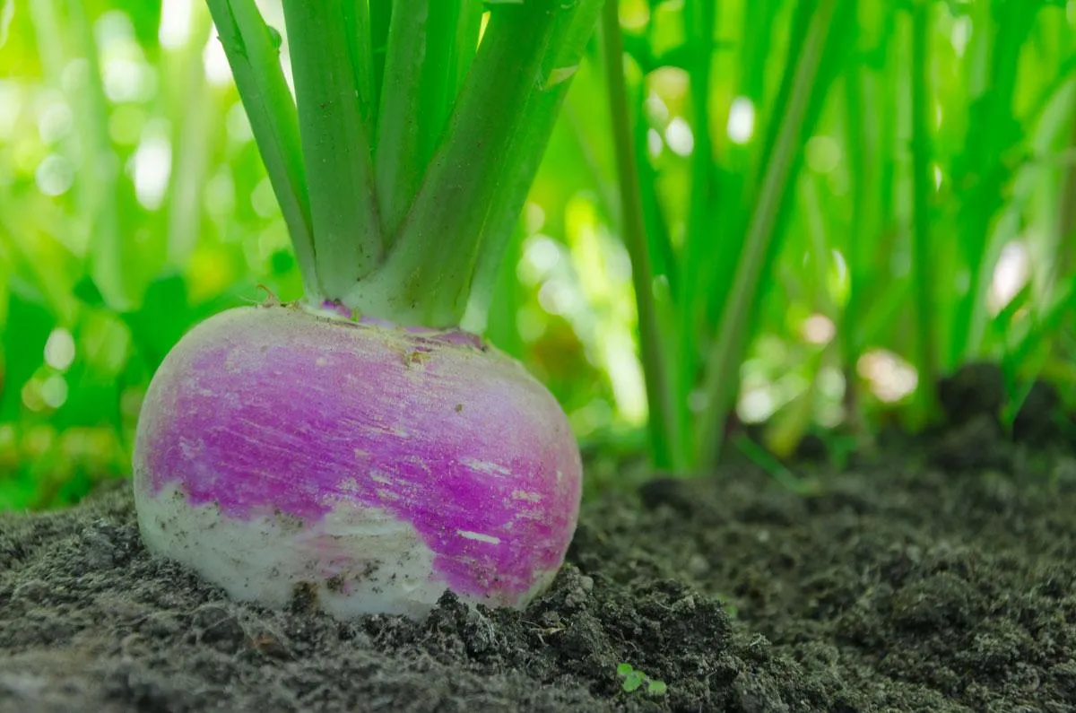 purple tp turnip in a deer food plots