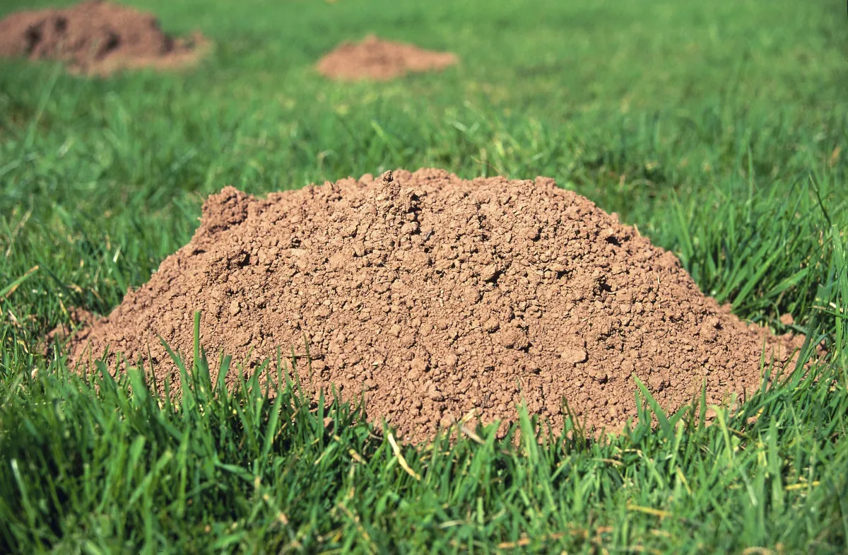 mole fertilizer