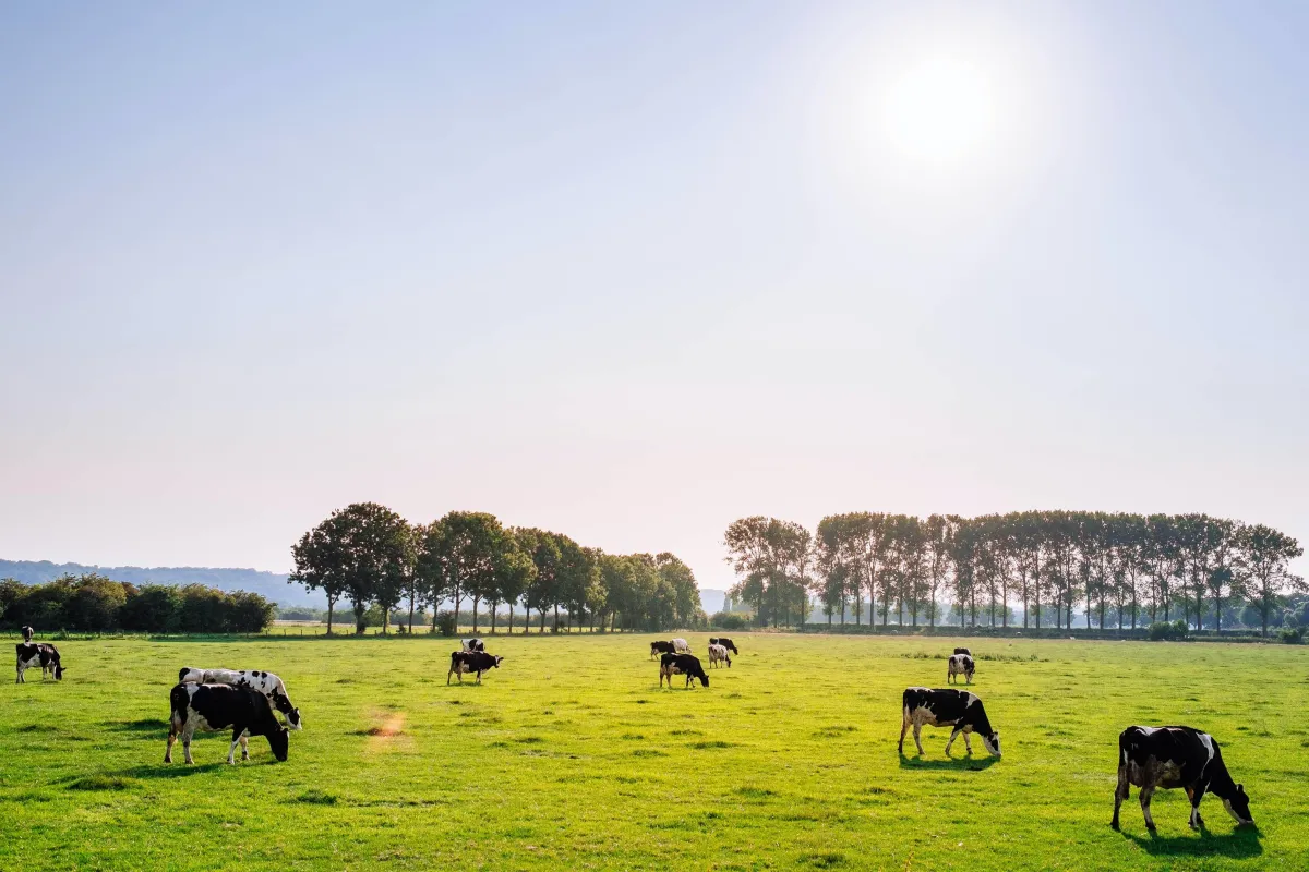 pasture fertilizer