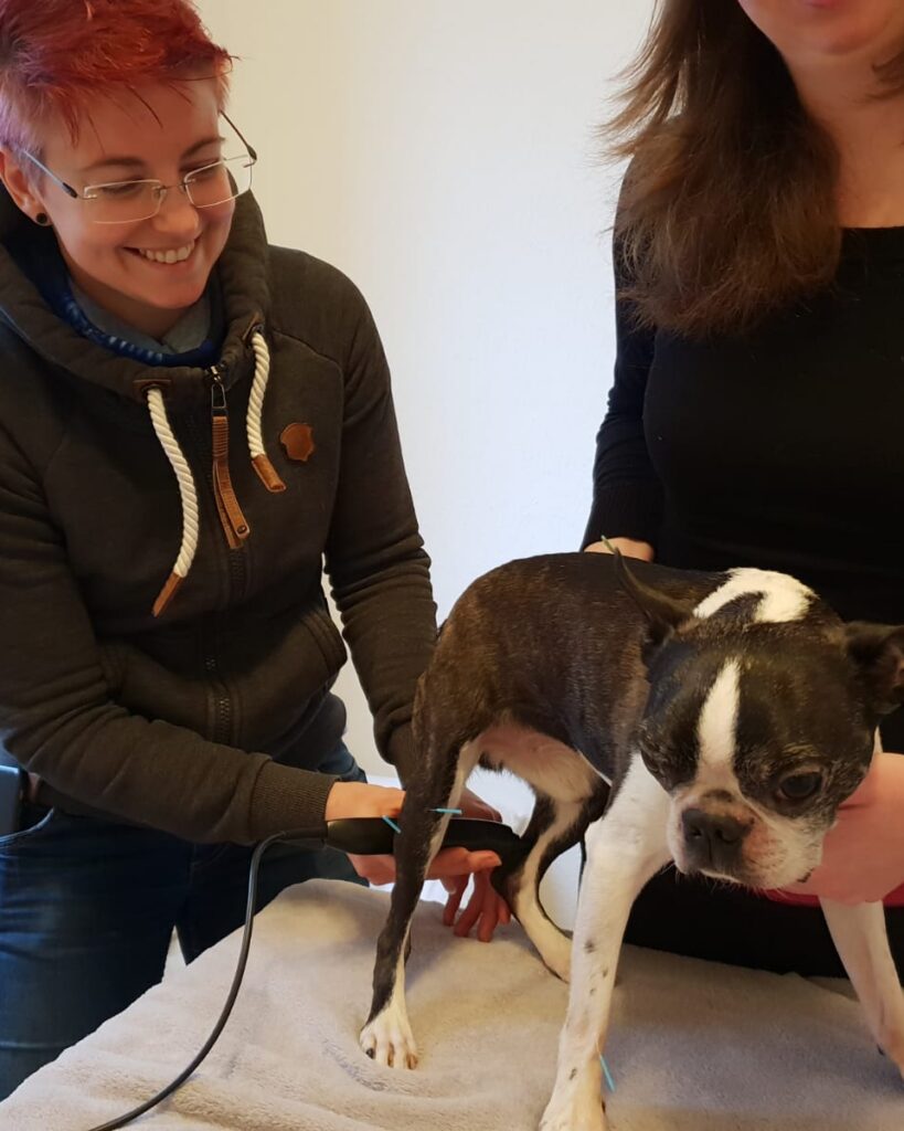 Hund bei einer sanften physiotherapeutischen Behandlung