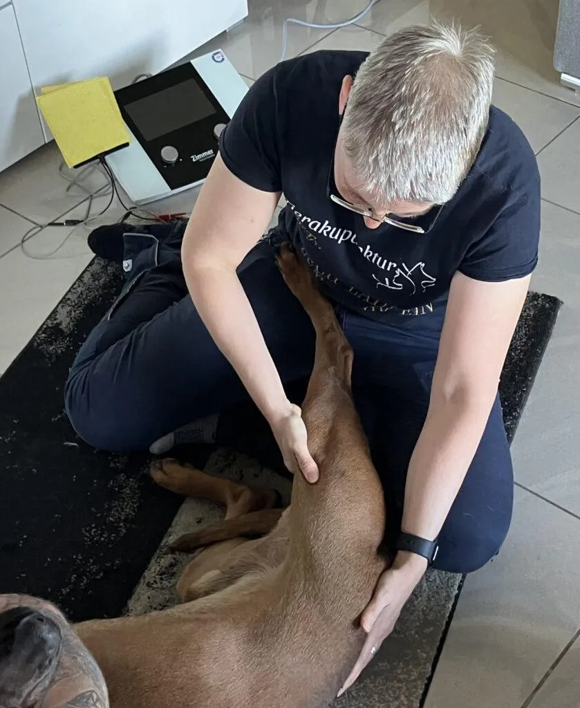 Hund bei einer sanften physiotherapeutischen Behandlung