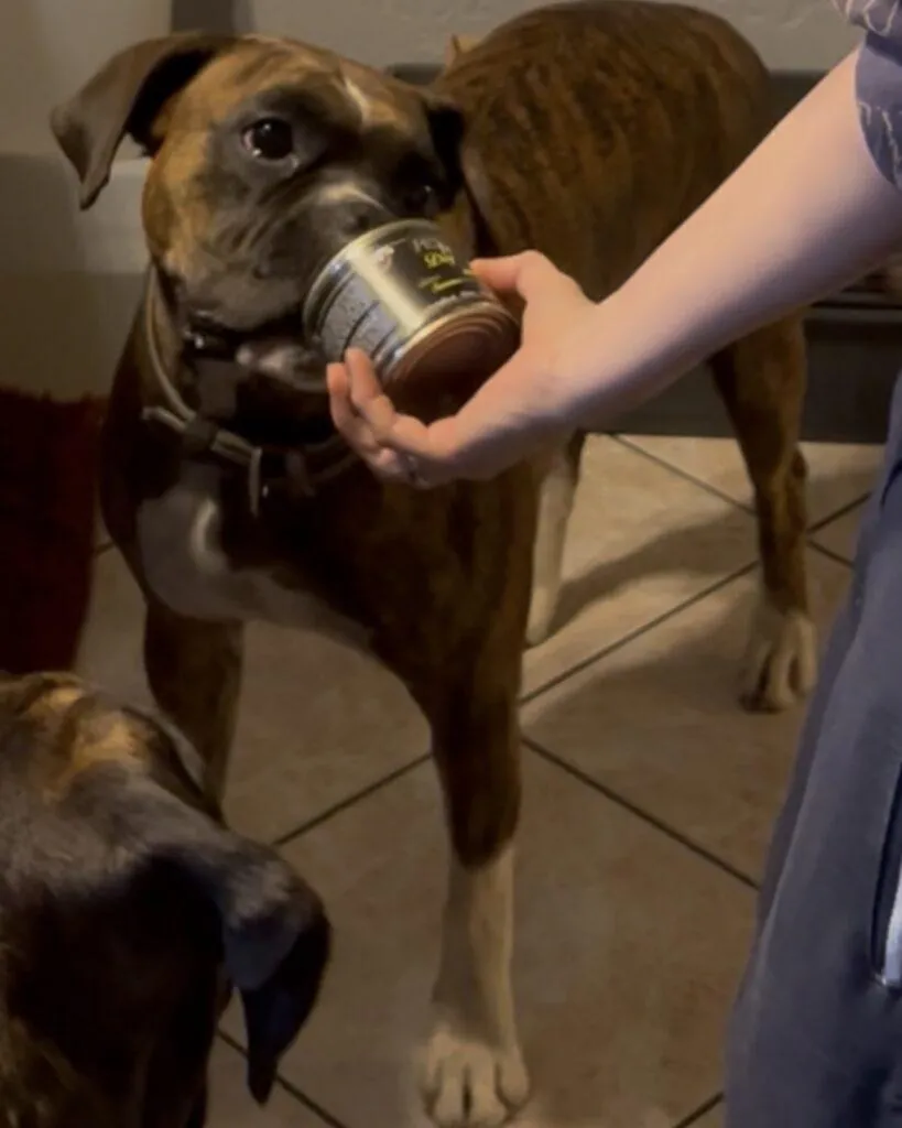 Hund bei einer sanften physiotherapeutischen Behandlung