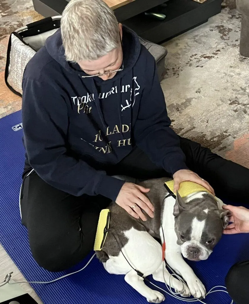 Hund bei einer sanften physiotherapeutischen Behandlung