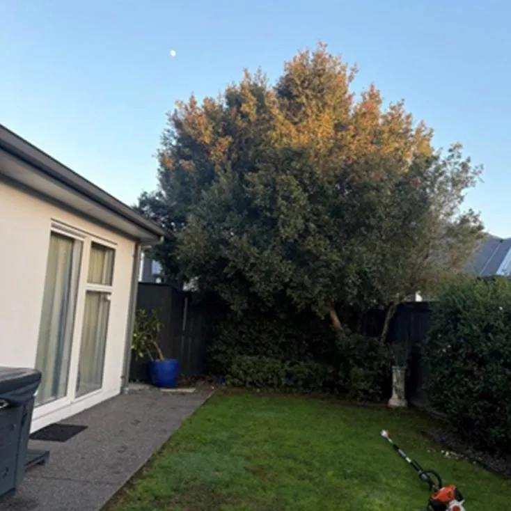Tree removal Tauranga Bay of Plenty