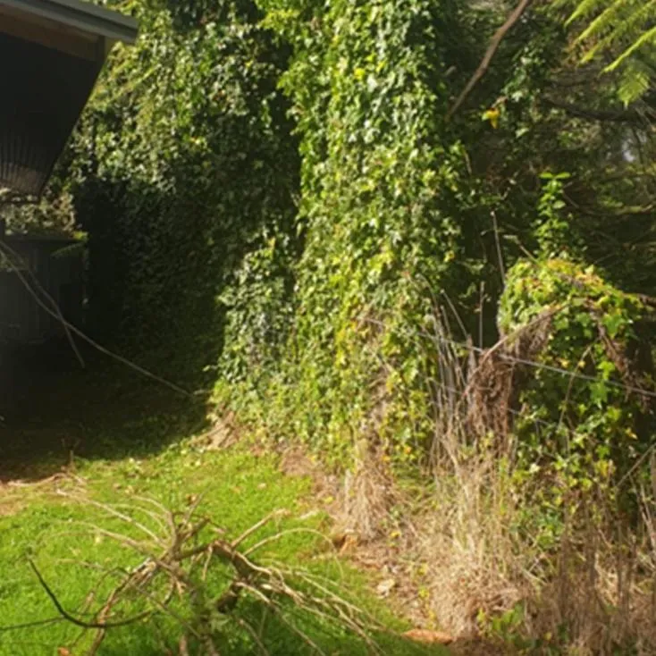 Bush clearing Bay of Plenty vegetation removal