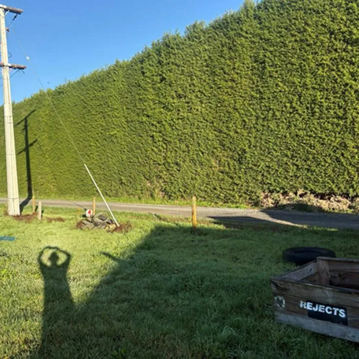 Hedge trimming Tauranga property maintenance