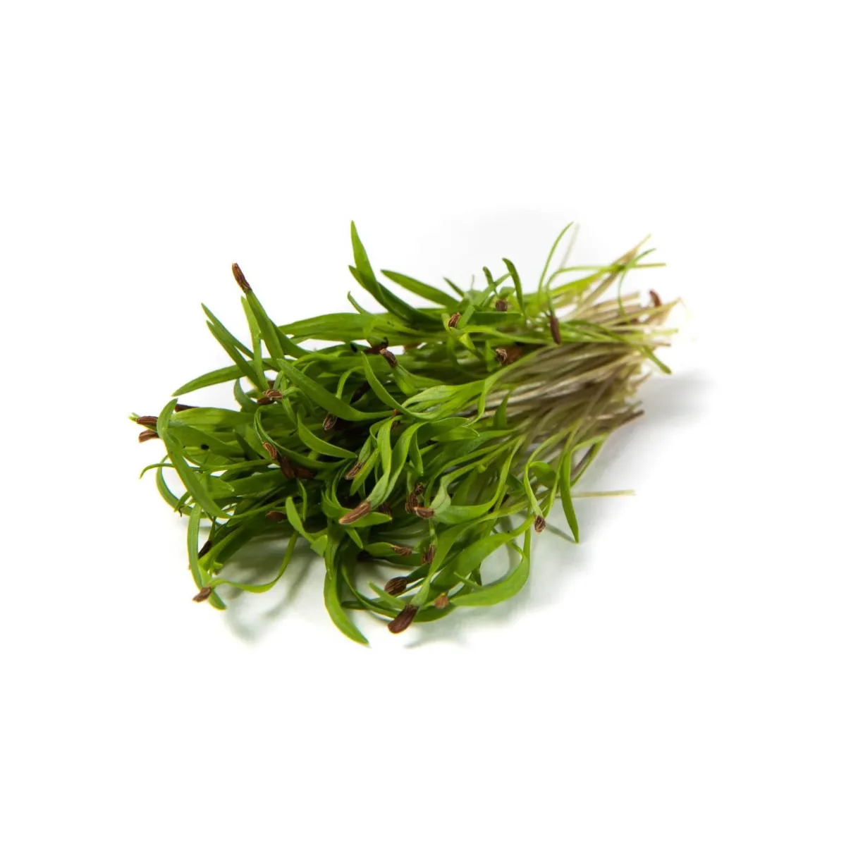 carrot Microgreens