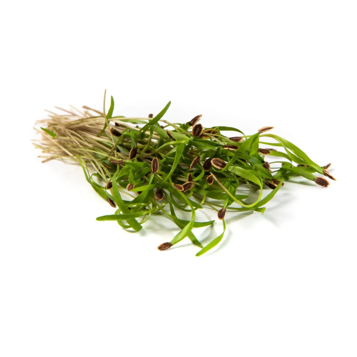 Dill Microgreens