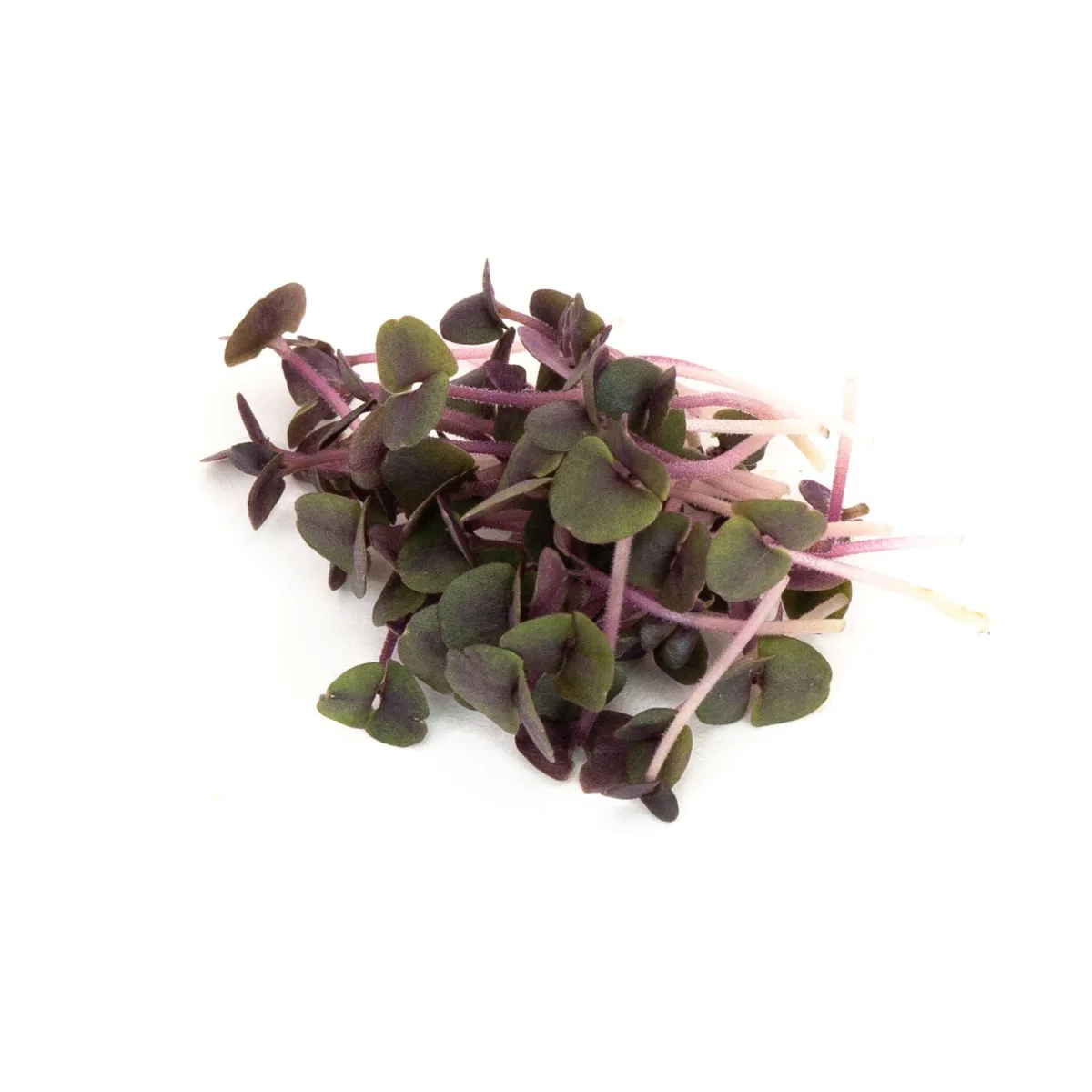 purple basil Microgreens