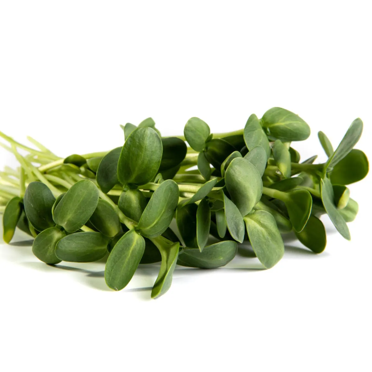 Sunflower Microgreens