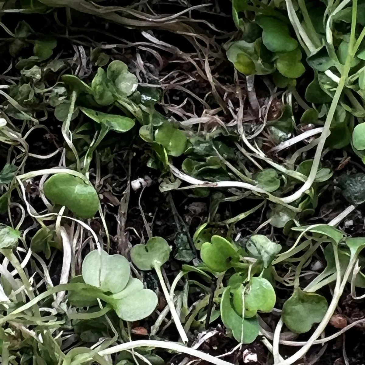 three leaf blend Microgreens