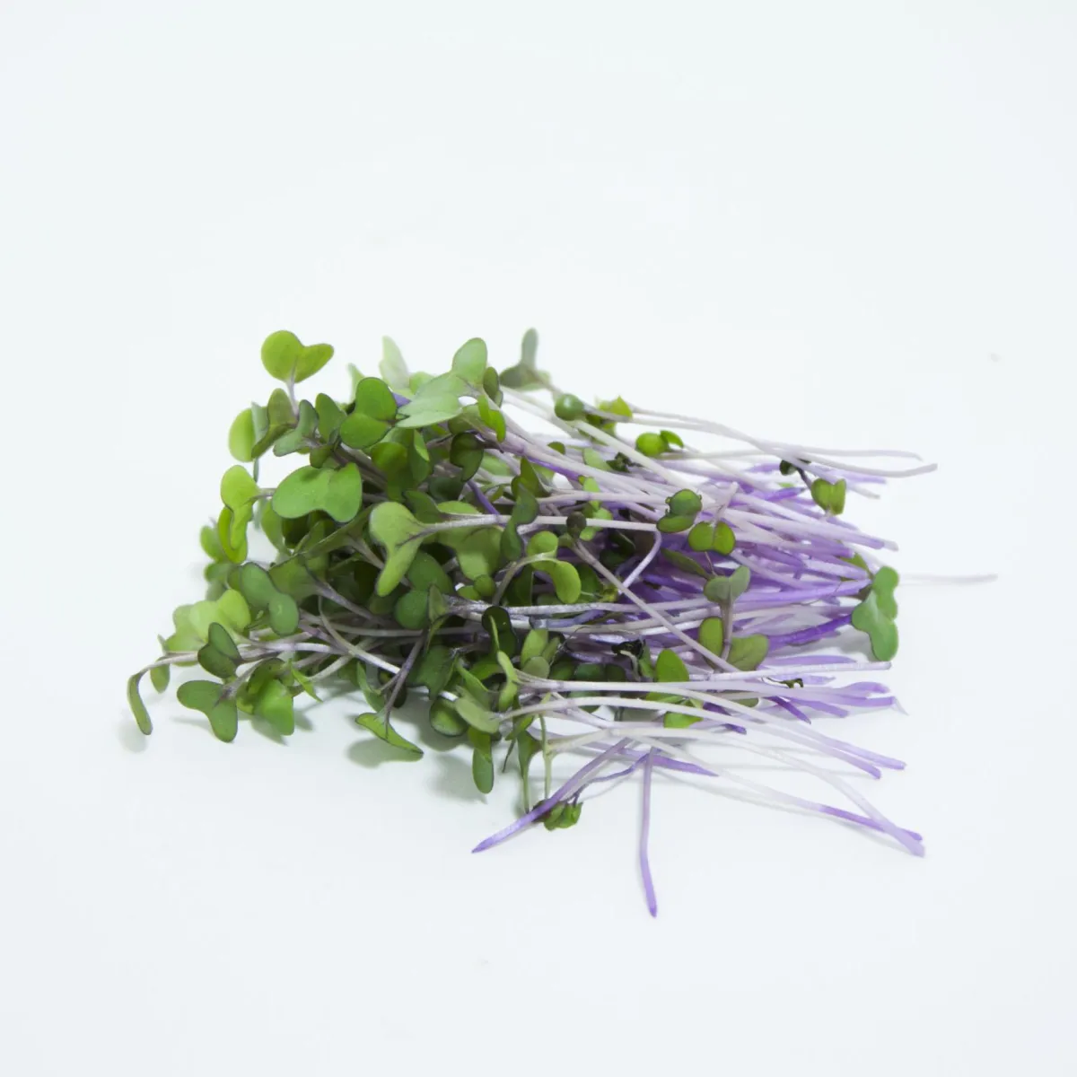 kohlrabi Microgreens