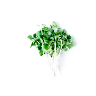 green kale Microgreens