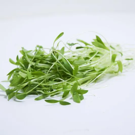 Cilantro Microgreens coriander