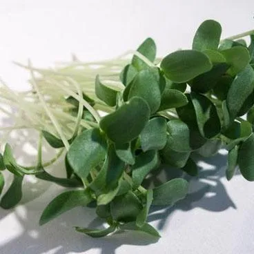 flax Microgreens