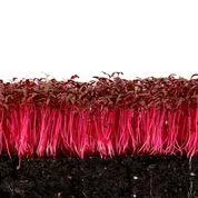 amaranth Microgreens