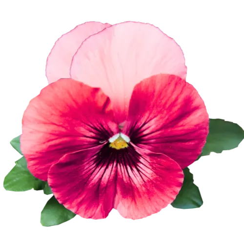 Conquering phobias, Empowering stories of transformation Rewrite your story, reclaim your joy Your journey to emotional freedom Break free from limiting patterns