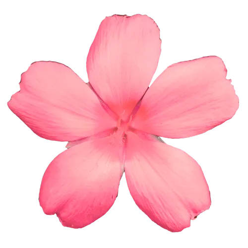 "Understanding Belief Coding®: A Comprehensive Guide" "Top 5 Benefits of Belief Coding® for Personal Growth" "How Belief Coding® Transforms Limiting Beliefs into Empowering Ones"