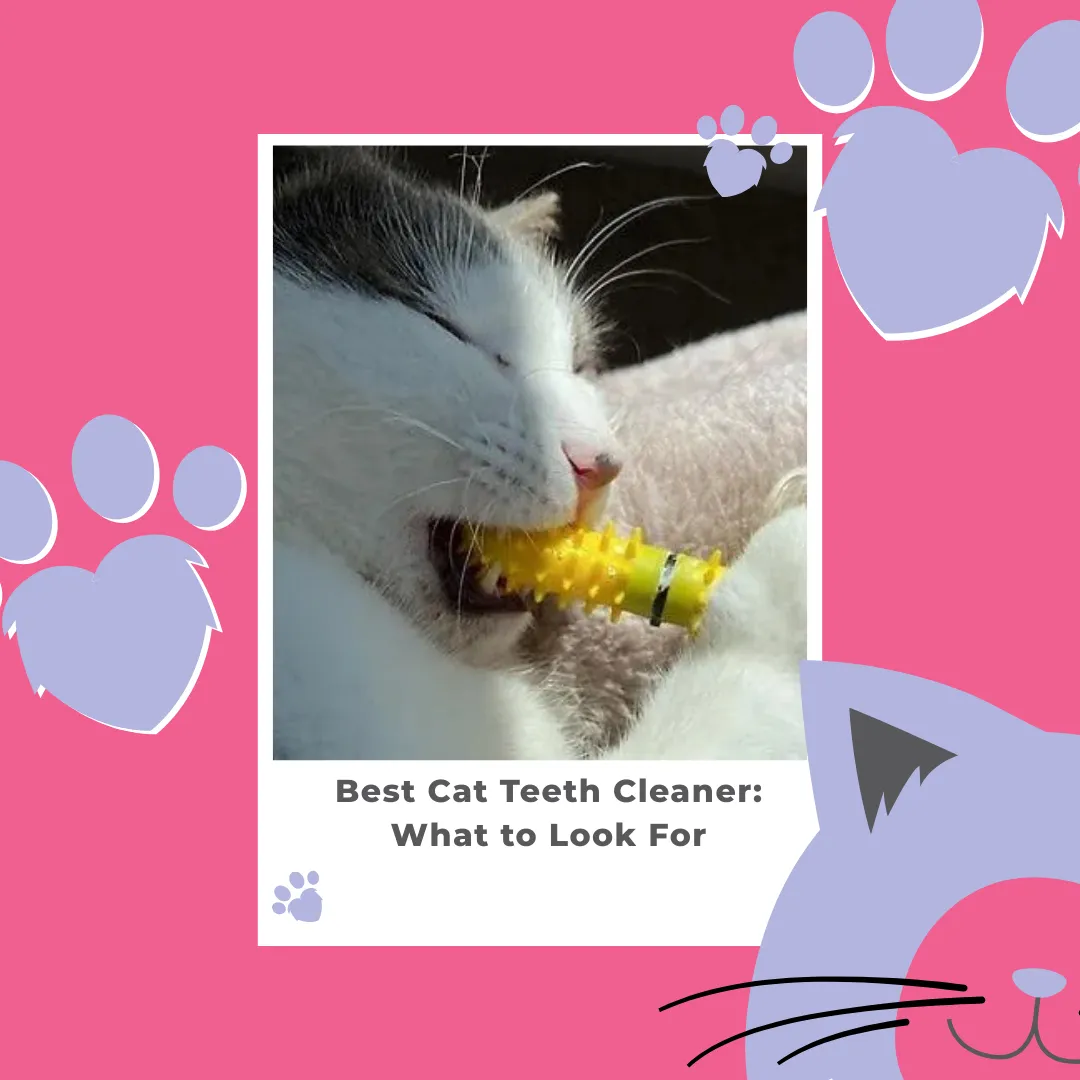 Best Cat Teeth Cleaner: What to Look For