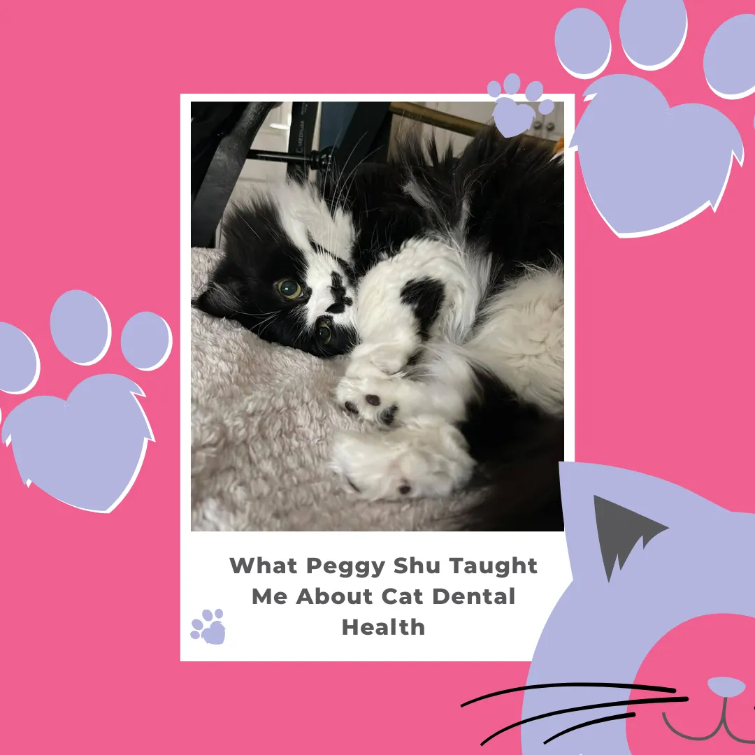 What Peggy Shu Taught Me About Cat Dental Health
