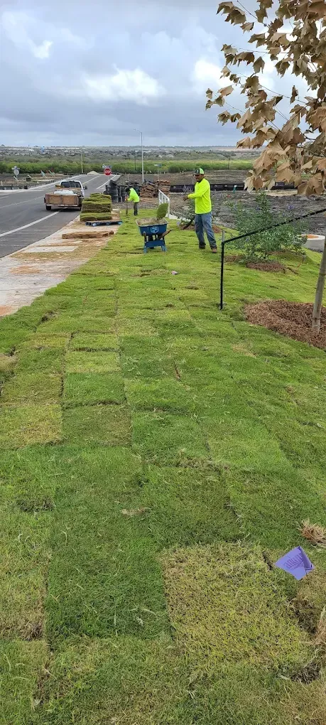 New grass being installed across a residential lawn.