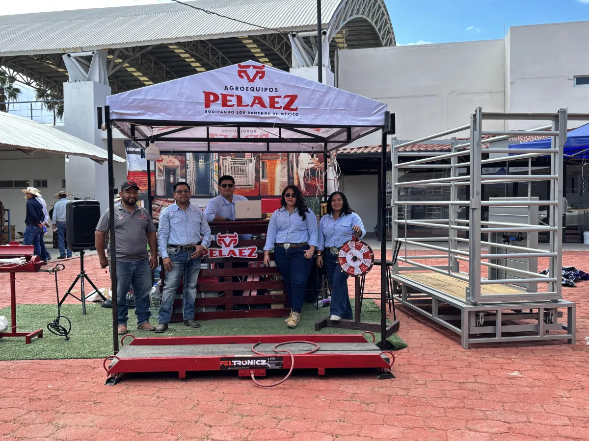 Pesaje oficial de ganado en competencia con báscula Agroequipos Peláez