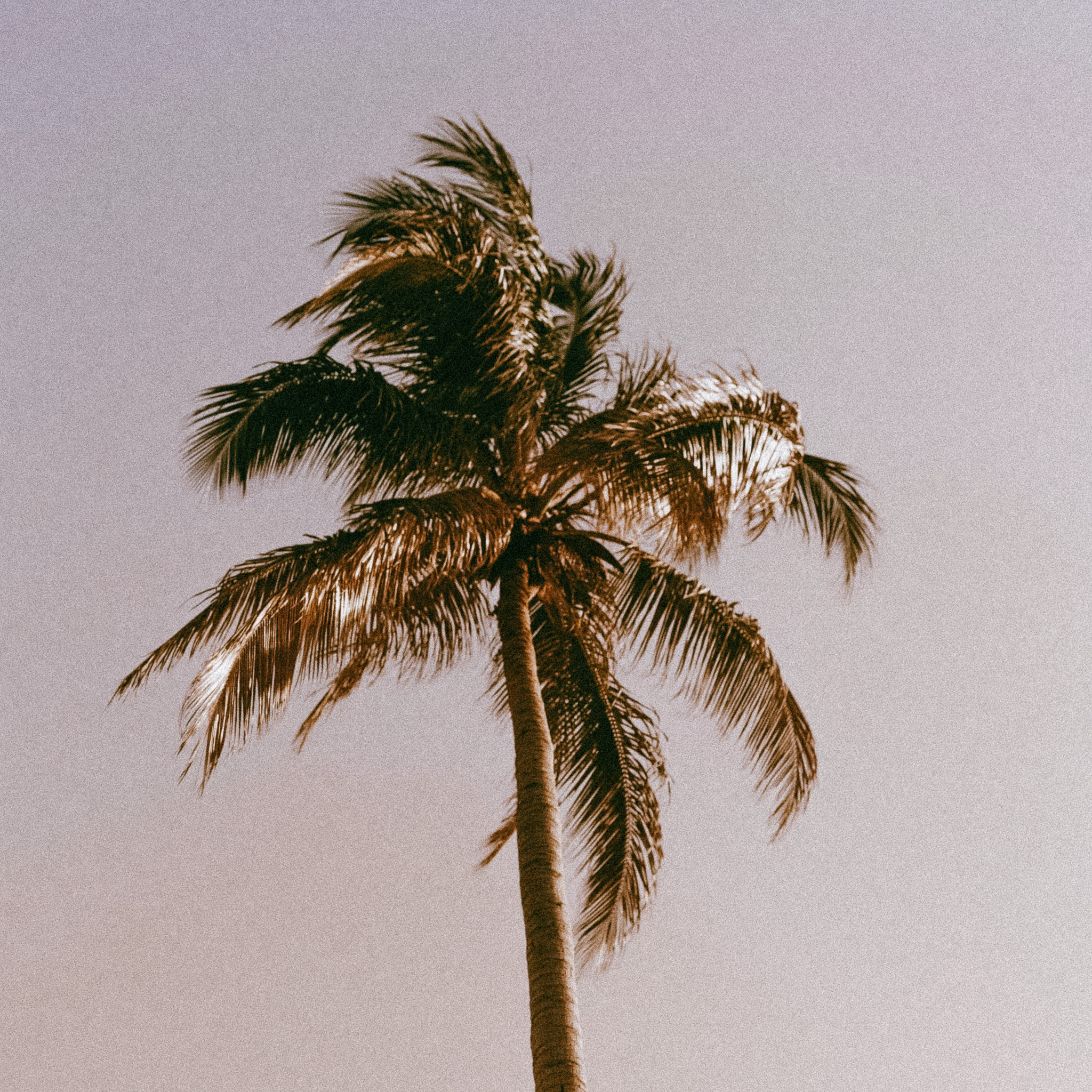 Nordlys IPL: Combat Florida Sun Damage
