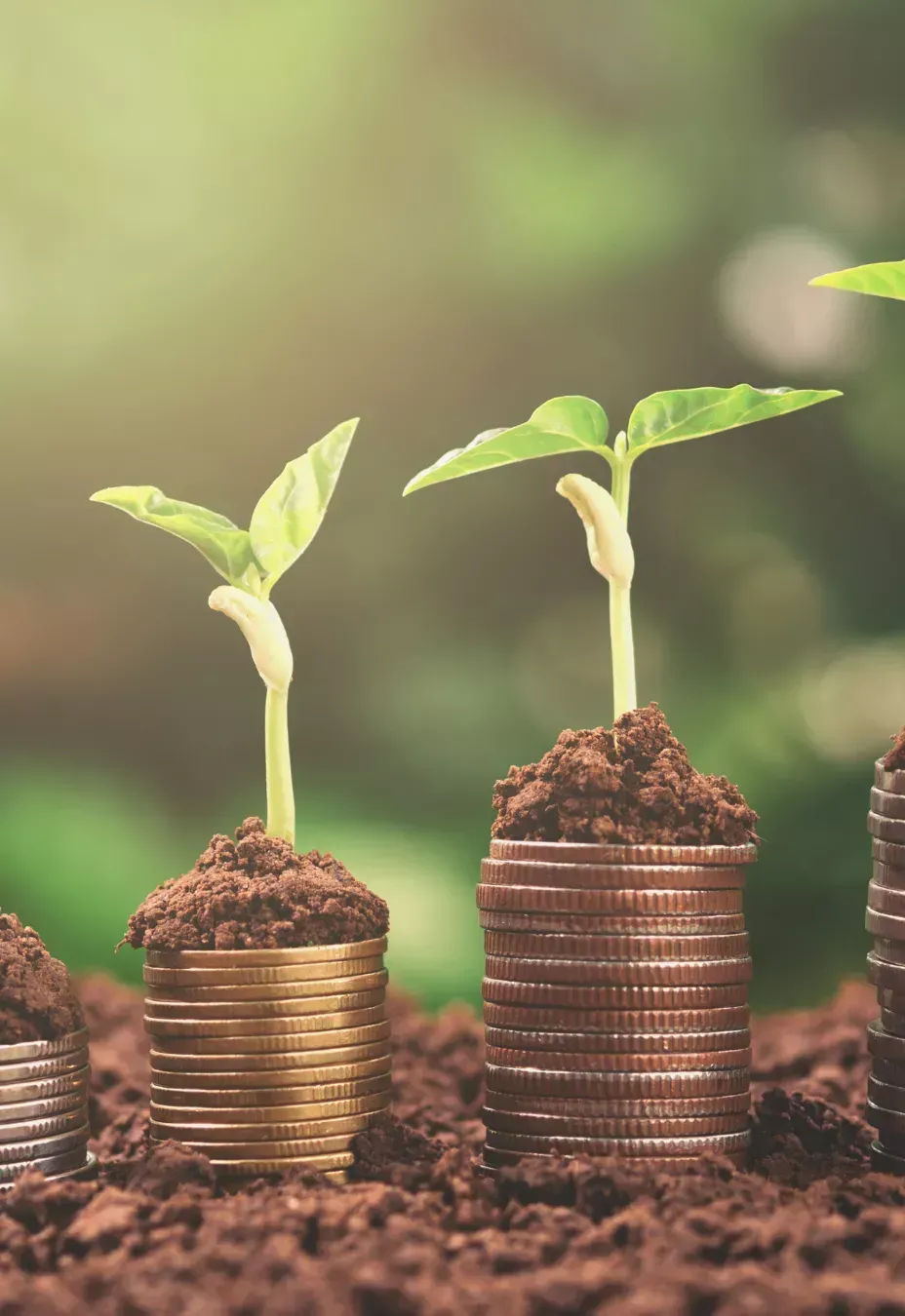 Three stacks of coins with young green plants growing from the top, symbolizing business growth and financial clarity through professional bookkeeping.