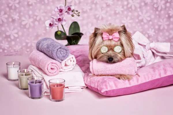 Paws, Play, and Pampering!