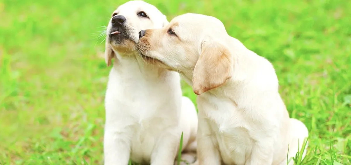 Why the First 8 Weeks Matter: A Puppy’s Critical Start in Life
